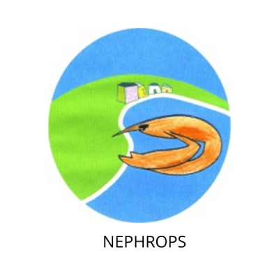 nephrops2