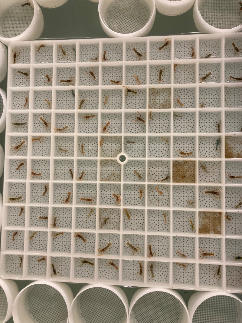 Lobster Hatching Tray