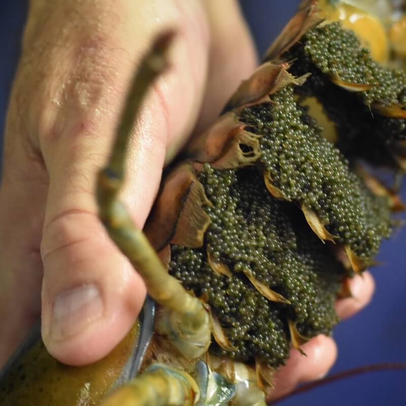 Lobster maternity ward