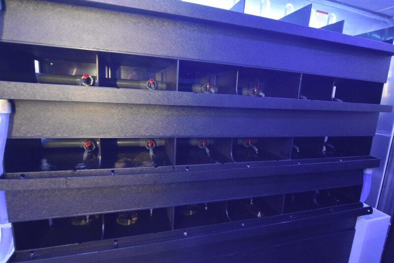 The Hen holding and larval collection system