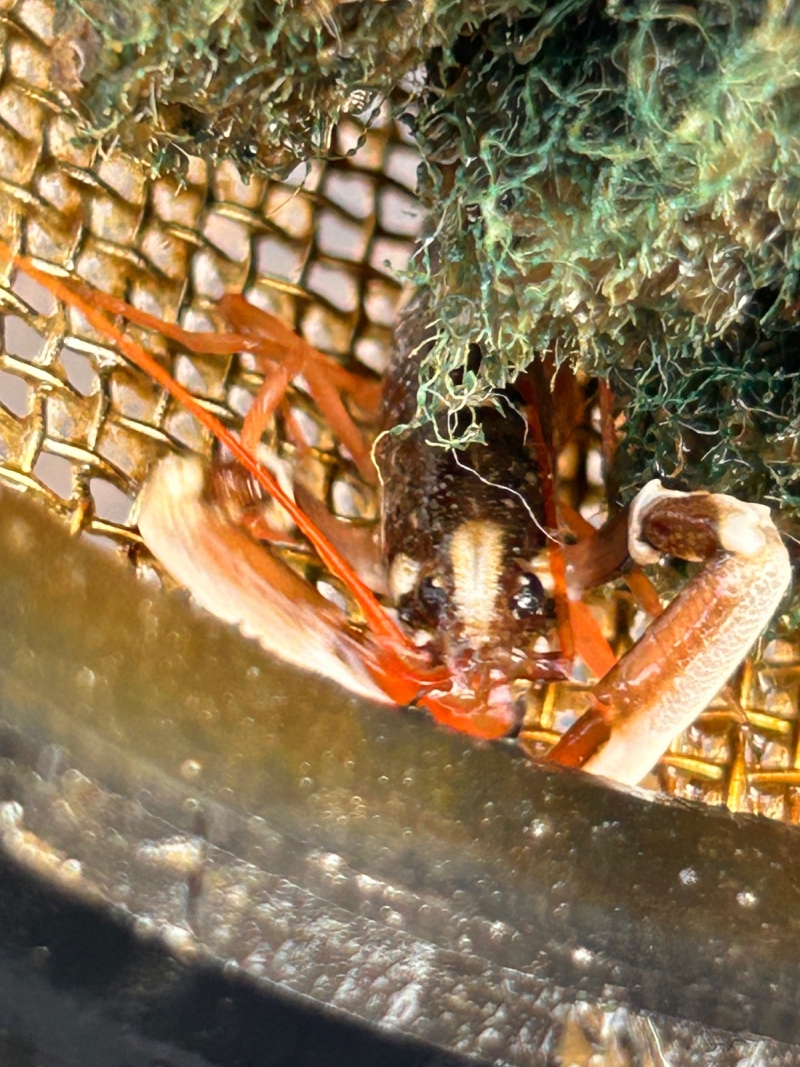 Lobster On Growing